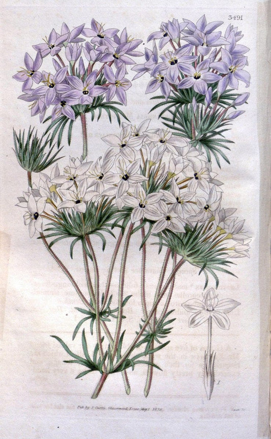 Curtis's botanical magazine. London ;New York [etc.] :Academic Press [etc.]. | Botany Periodicals "Pictorial works"  | Vintage Print Reproduction 451965