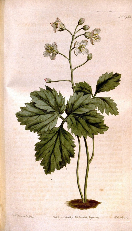 Curtis's botanical magazine. London ;New York [etc.] :Academic Press [etc.]. | Botany Periodicals "Pictorial works"  | Vintage Print Reproduction 451966