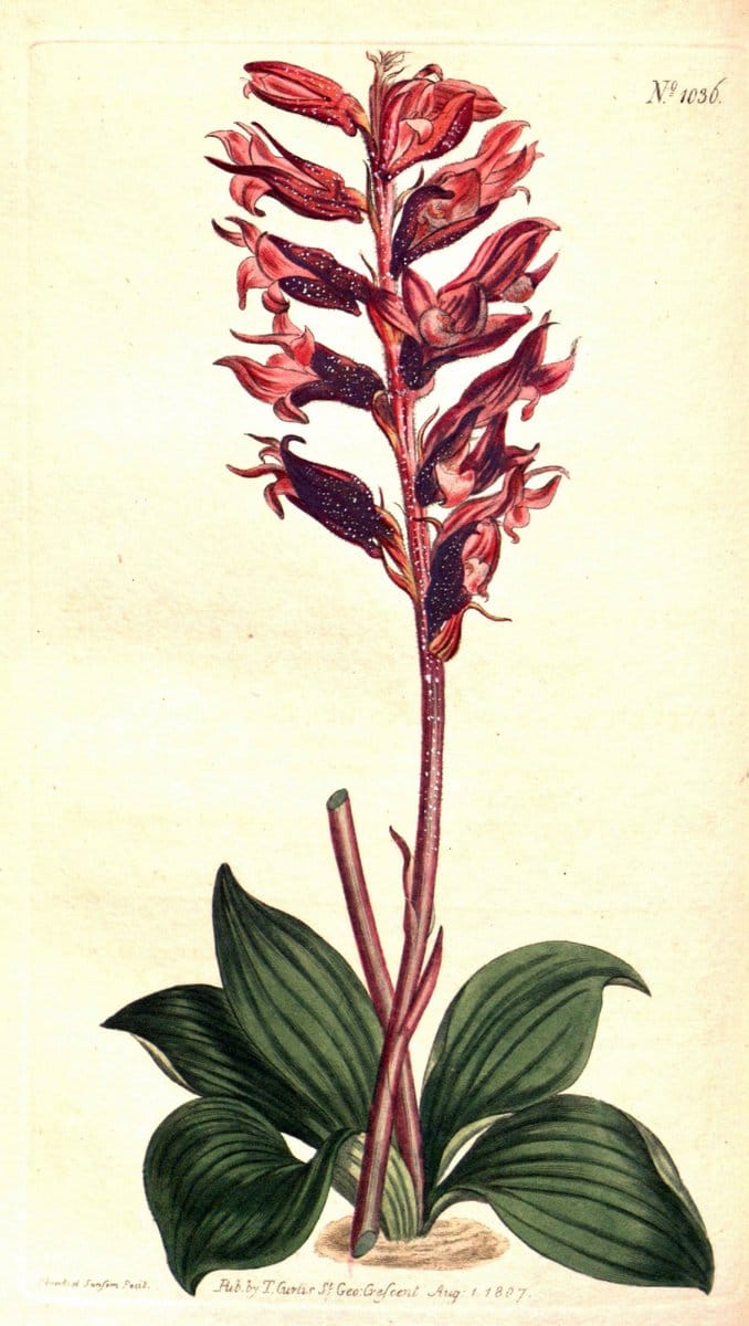 Curtis's botanical magazine. London ;New York [etc.] :Academic Press [etc.]. | Botany Periodicals "Pictorial works"  | Vintage Print Reproduction 451967