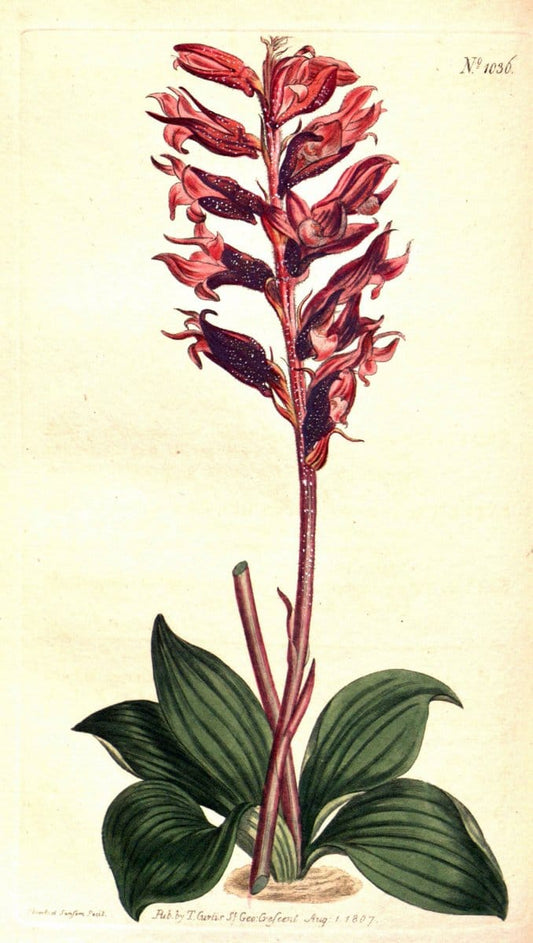 Curtis's botanical magazine. London ;New York [etc.] :Academic Press [etc.]. | Botany Periodicals "Pictorial works"  | Vintage Print Reproduction 451967