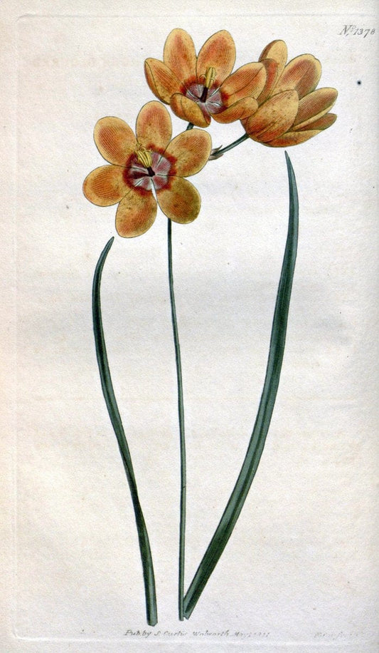 Curtis's botanical magazine. London ; New York [etc.] :Academic Press [etc.]. | "Botanical illustration" Botany Periodicals "Pictorial works" "Plants, Ornamental"  | Vintage Print Reproduction 451969