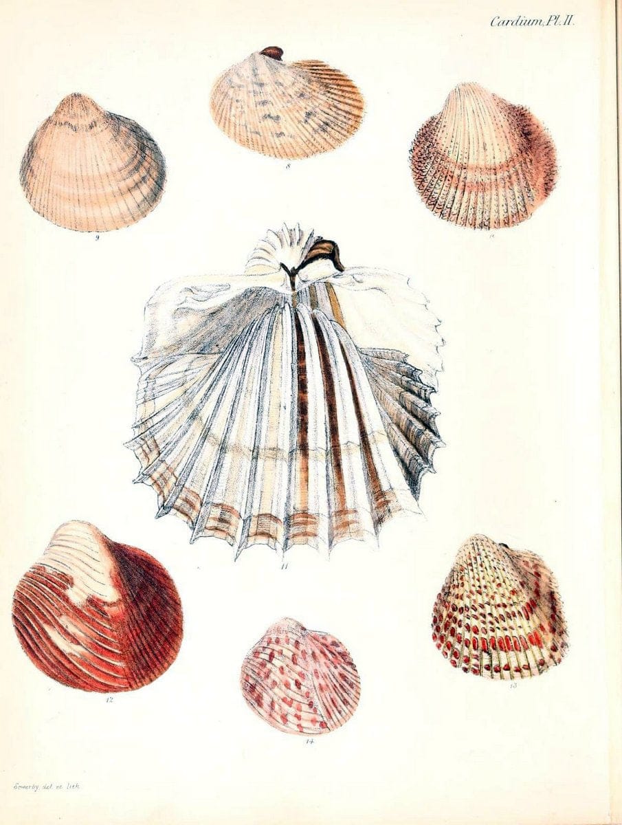 Conchologia iconica, or, Illustrations of the shells of molluscous animals /.London :Reeve, Brothers,1843-1878.. |  | Vintage Print Reproduction 451971