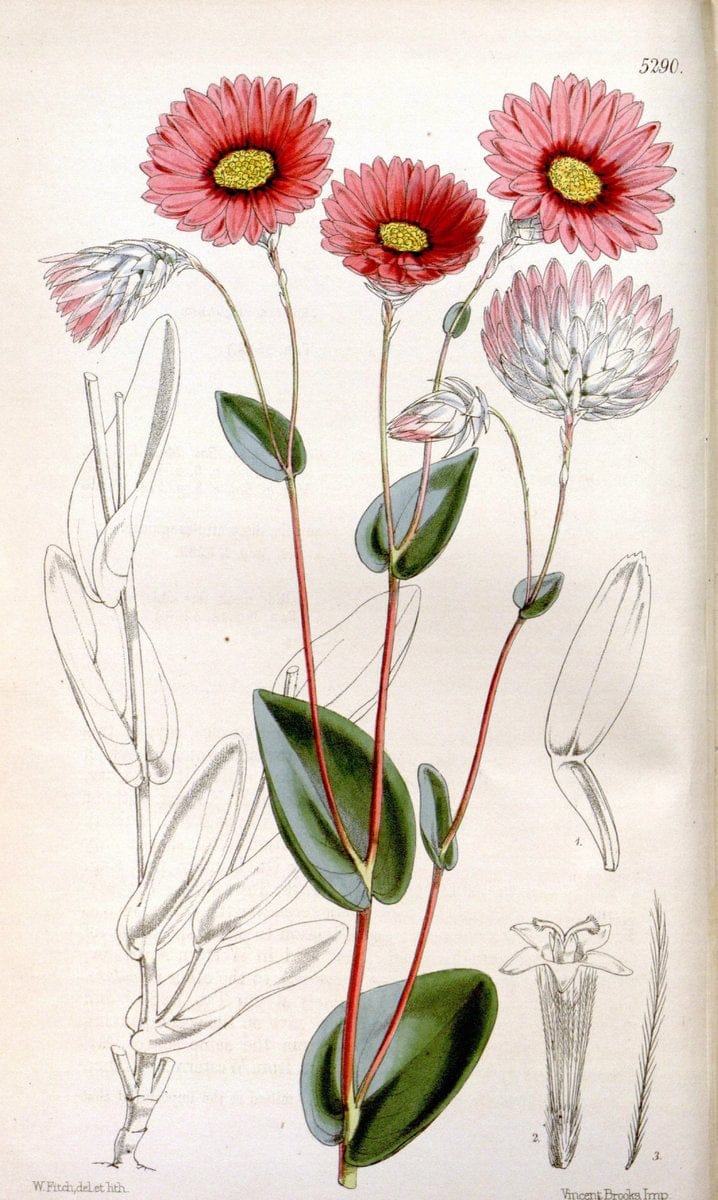 Curtis's botanical magazine. London ; New York [etc.] :Academic Press [etc.]. | "Botanical illustration" Botany Periodicals "Pictorial works" "Plants, Ornamental"  | Vintage Print Reproduction 451973
