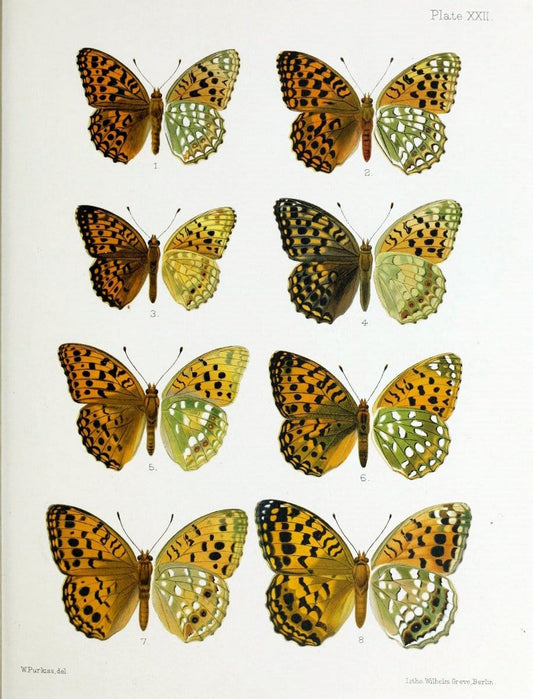 Butterflies from China, Japan, and Corea. London,R.H. Porter,1892-94.  | Butterflies China Japan Korea  | Vintage Print Reproduction 451976