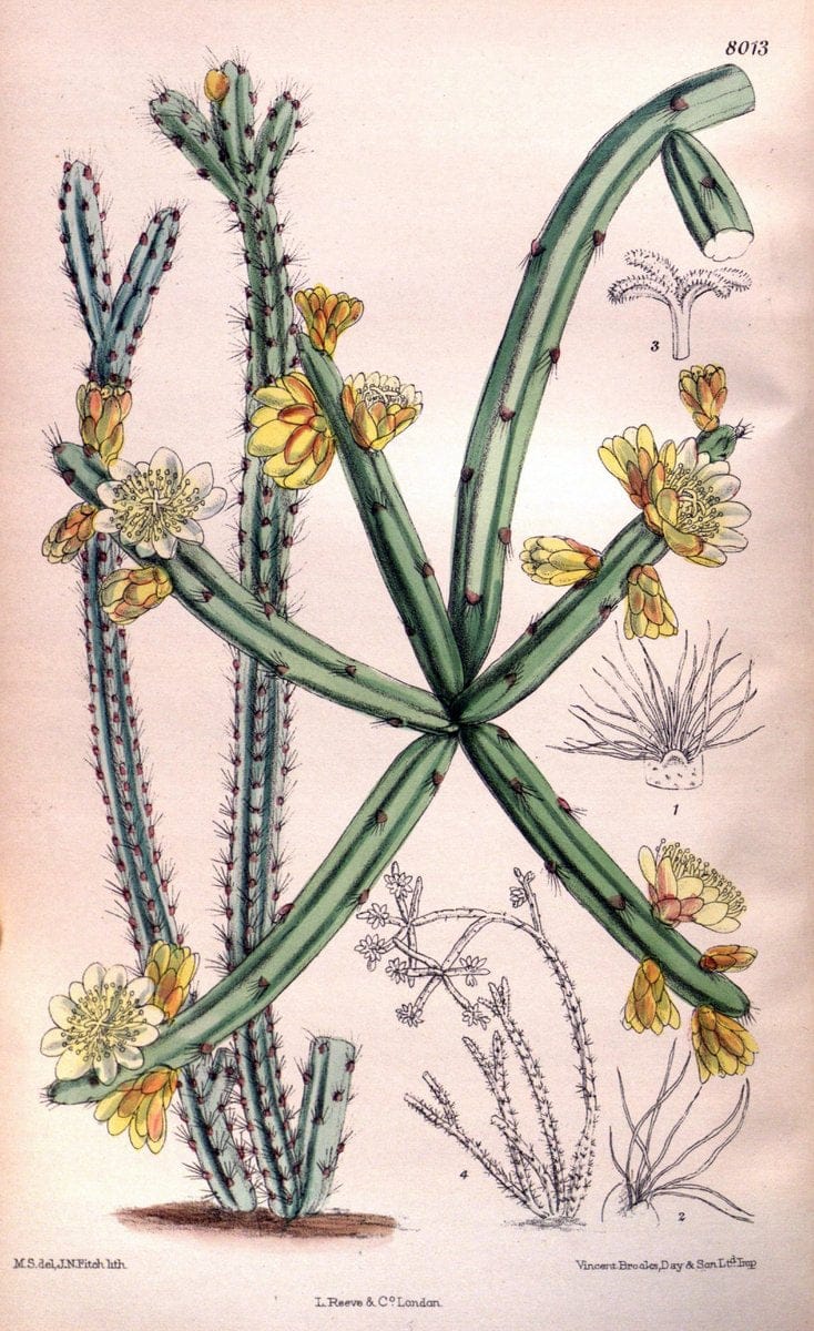 Curtis's botanical magazine. London ; New York [etc.] :Academic Press [etc.]. | "Botanical illustration" Botany Periodicals "Pictorial works" "Plants, Ornamental"  | Vintage Print Reproduction 451977