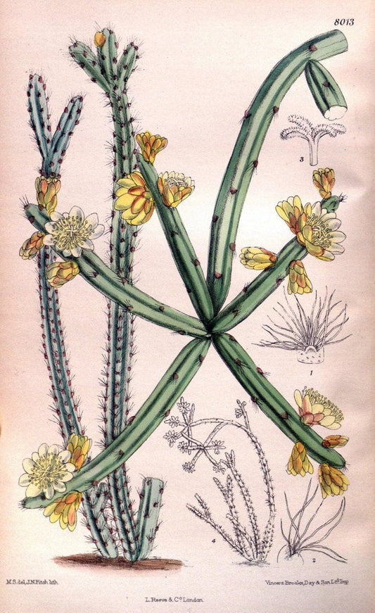 Curtis's botanical magazine. London ; New York [etc.] :Academic Press [etc.]. | "Botanical illustration" Botany Periodicals "Pictorial works" "Plants, Ornamental"  | Vintage Print Reproduction 451977