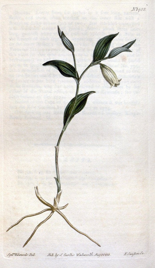 Curtis's botanical magazine. London ; New York [etc.] :Academic Press [etc.]. | "Botanical illustration" Botany Periodicals "Pictorial works" "Plants, Ornamental"  | Vintage Print Reproduction 451978
