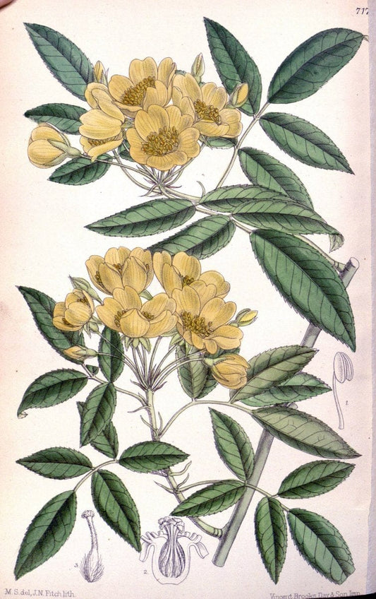 Curtis's botanical magazine. London ; New York [etc.] :Academic Press [etc.]. | "Botanical illustration" Botany Periodicals "Pictorial works" "Plants, Ornamental"  | Vintage Print Reproduction 451979