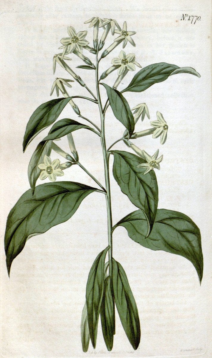 Curtis's botanical magazine. London ; New York [etc.] :Academic Press [etc.]. | "Botanical illustration" Botany Periodicals "Pictorial works" "Plants, Ornamental"  | Vintage Print Reproduction 451980