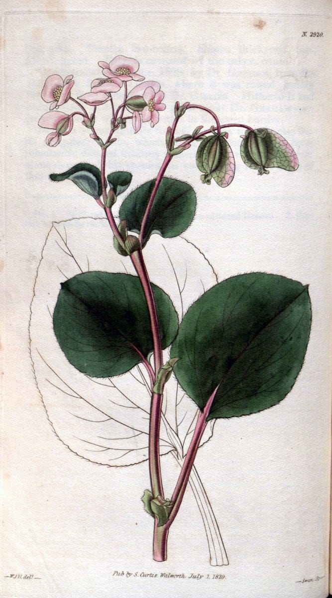 Curtis's botanical magazine. London ; New York [etc.] :Academic Press [etc.]. | "Botanical illustration" Botany Periodicals "Pictorial works" "Plants, Ornamental"  | Vintage Print Reproduction 451982