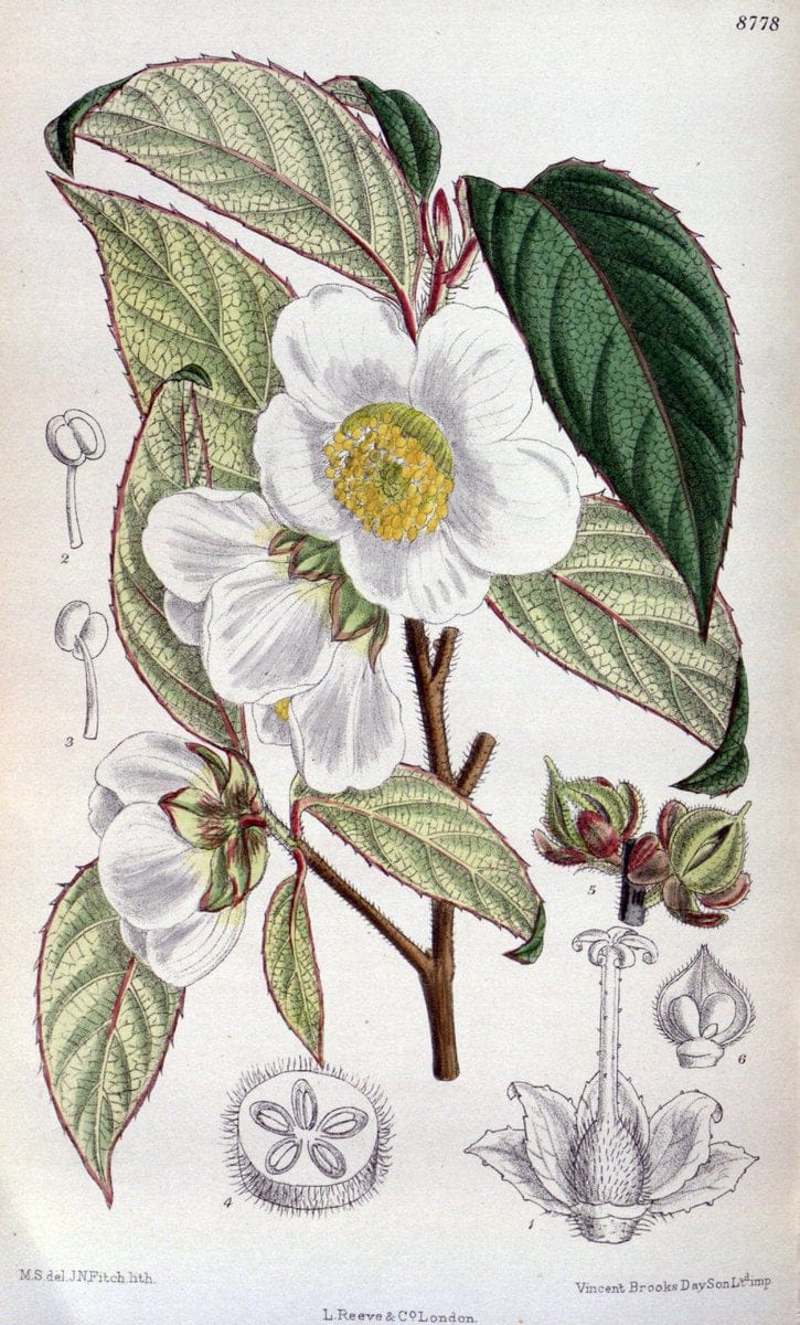 Curtis's botanical magazine. London ; New York [etc.] :Academic Press [etc.]. | "Botanical illustration" Botany Periodicals "Pictorial works" "Plants, Ornamental"  | Vintage Print Reproduction 451983