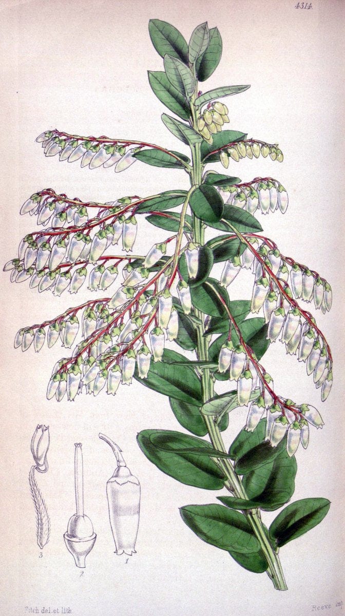 Curtis's botanical magazine. London ; New York [etc.] :Academic Press [etc.]. | "Botanical illustration" Botany Periodicals "Pictorial works" "Plants, Ornamental"  | Vintage Print Reproduction 451984