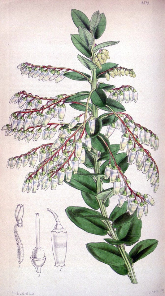Curtis's botanical magazine. London ; New York [etc.] :Academic Press [etc.]. | "Botanical illustration" Botany Periodicals "Pictorial works" "Plants, Ornamental"  | Vintage Print Reproduction 451984