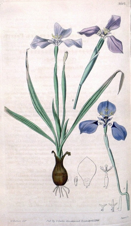 Curtis's botanical magazine. London ; New York [etc.] :Academic Press [etc.]. | "Botanical illustration" Botany Periodicals "Pictorial works" "Plants, Ornamental"  | Vintage Print Reproduction 451986