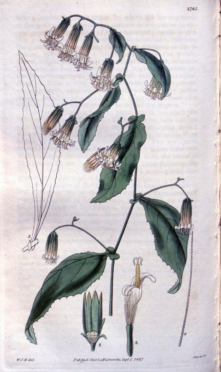 Curtis's botanical magazine..London ;New York [etc.] :Academic Press [etc.]. |  | Vintage Print Reproduction 451988