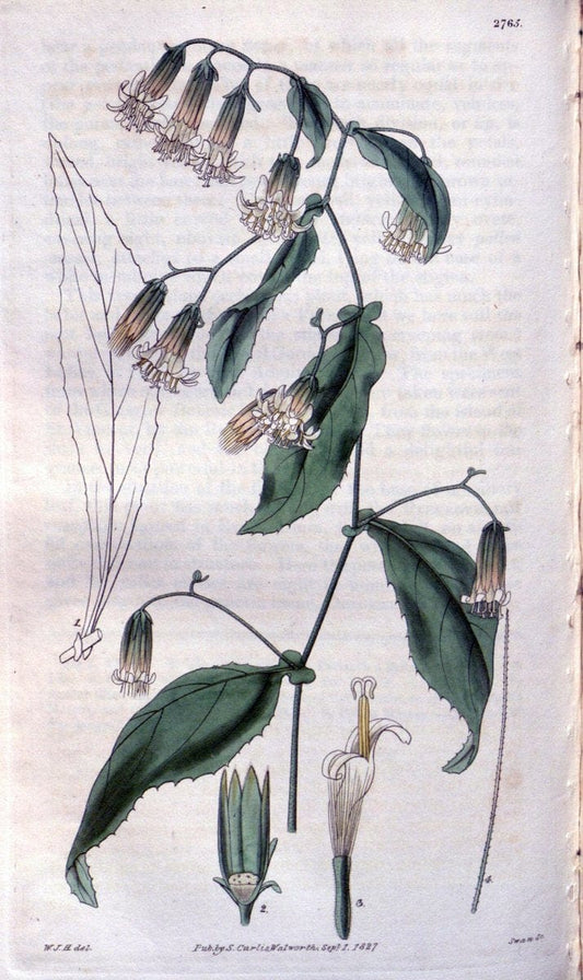Curtis's botanical magazine..London ;New York [etc.] :Academic Press [etc.]. |  | Vintage Print Reproduction 451988