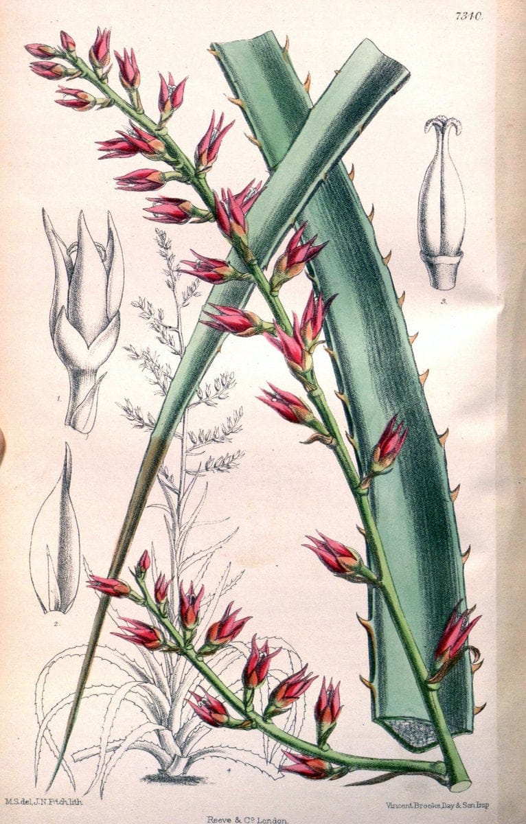 Curtis's botanical magazine. London ; New York [etc.] :Academic Press [etc.]. | "Botanical illustration" Botany Periodicals "Pictorial works" "Plants, Ornamental"  | Vintage Print Reproduction 451991