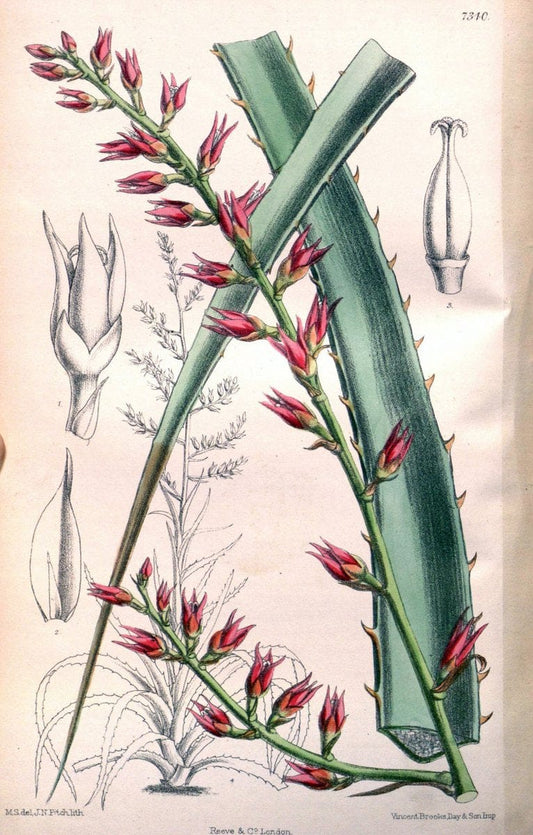 Curtis's botanical magazine. London ; New York [etc.] :Academic Press [etc.]. | "Botanical illustration" Botany Periodicals "Pictorial works" "Plants, Ornamental"  | Vintage Print Reproduction 451991