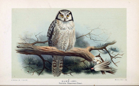 Coloured figures of the birds of the British Islands. v.1London :R. H. Porter,1885-1897. | Vintage Print Reproduction 451992
