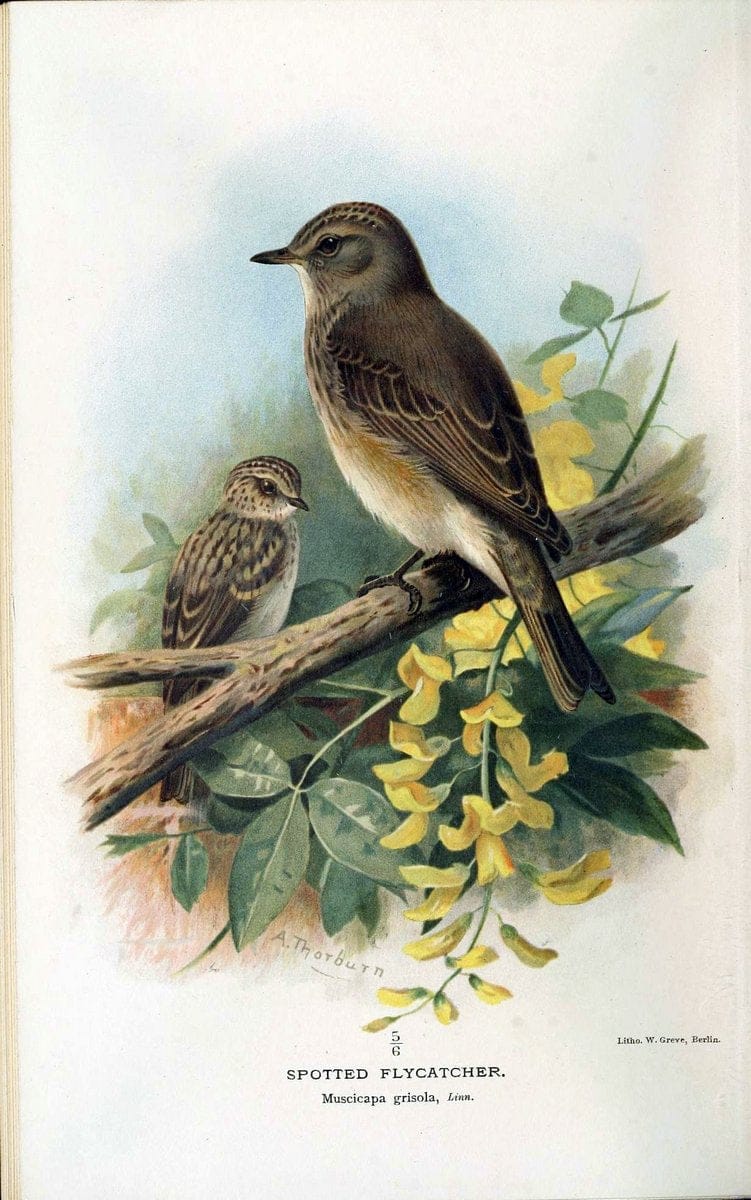 Coloured figures of the birds of the British Islands / issued by Lord Lilford. London :R | 59.82(42) Birds "Great Britain" "Pictorial works"  | Vintage Print Reproduction 451993