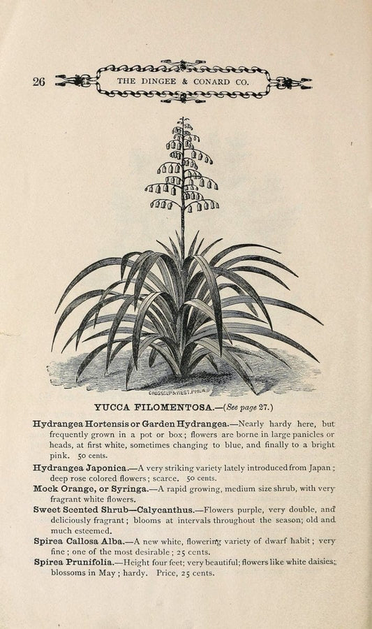 Bulbs roses plants of all kinds for winter blooming :.Springfield, Ohio :Baines,1897. | "Bulbs (Plants)" Catalogs Flowers "Plants, Ornamental" Seeds "Trade catalogs"  | Vintage Reproduction 451995