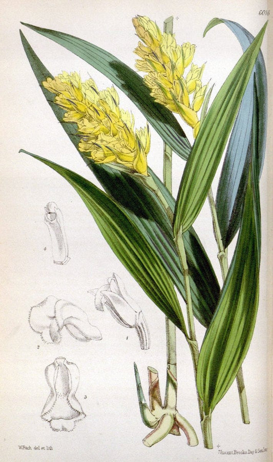 Curtis's botanical magazine. London ; New York [etc.] :Academic Press [etc.]. | "Botanical illustration" Botany Periodicals "Pictorial works" "Plants, Ornamental"  | Vintage Print Reproduction 451996