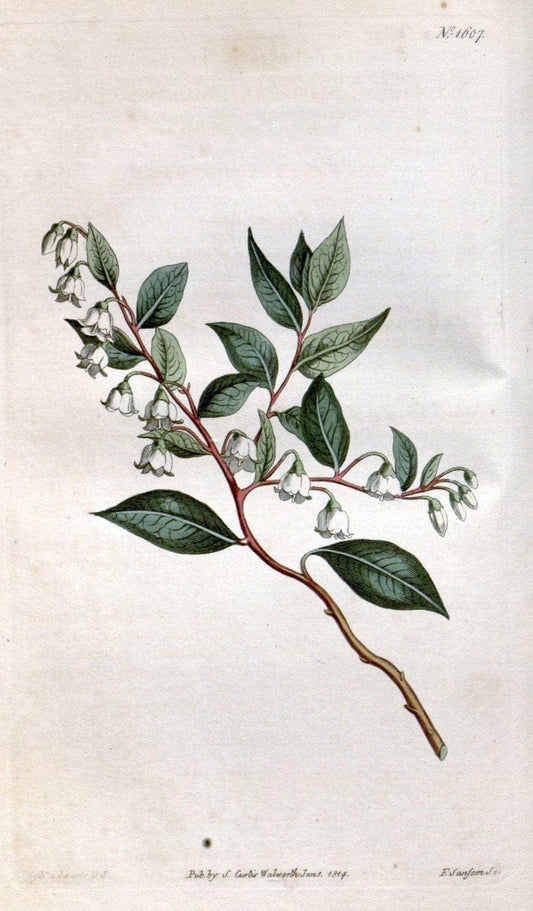 Curtis's botanical magazine. London ; New York [etc.] :Academic Press [etc.]. | "Botanical illustration" Botany Periodicals "Pictorial works" "Plants, Ornamental"  | Vintage Print Reproduction 451997