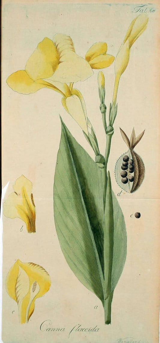 Collectio plantarum tam exoticarum, quam indigenarum, cum delineatione, descriptione cul | Botany | Vintage Print Reproduction 451999