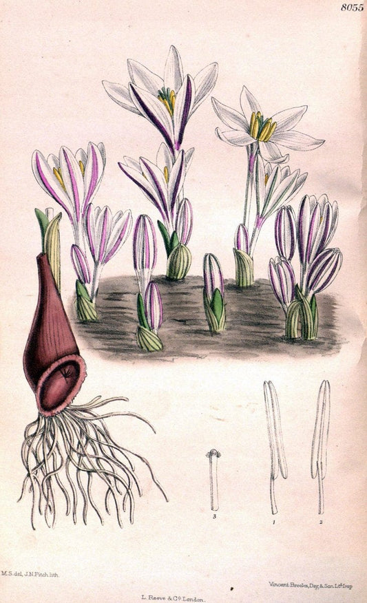 Curtis's botanical magazine. London ; New York [etc.] :Academic Press [etc.]. | "Botanical illustration" Botany Periodicals "Pictorial works" "Plants, Ornamental"  | Vintage Print Reproduction 452001
