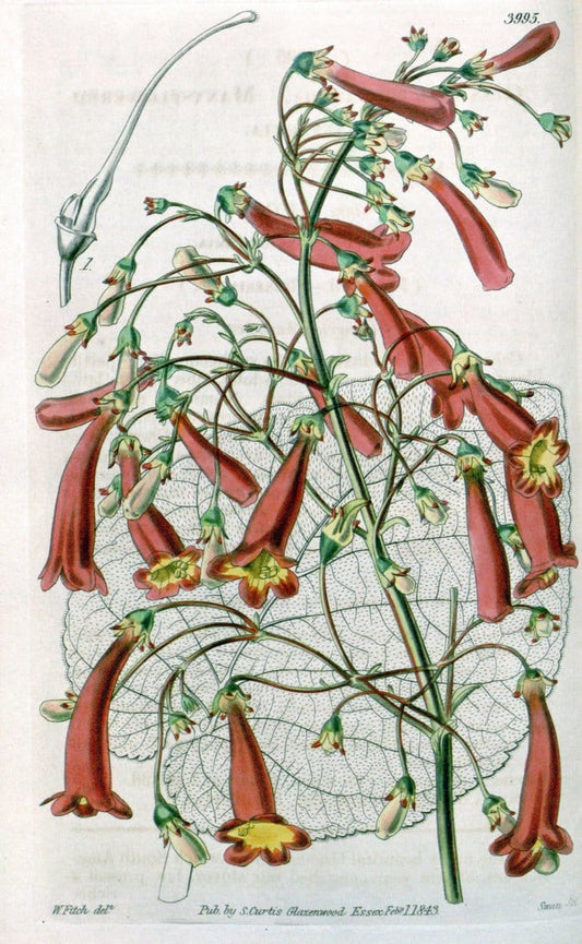 Curtis's botanical magazine. London ; New York [etc.] :Academic Press [etc.]. | "Botanical illustration" Botany Periodicals "Pictorial works" "Plants, Ornamental"  | Vintage Print Reproduction 452004