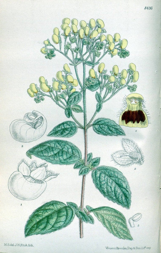 Curtis's botanical magazine. London ; New York [etc.] :Academic Press [etc.]. | "Botanical illustration" Botany Periodicals "Pictorial works" "Plants, Ornamental"  | Vintage Print Reproduction 452006