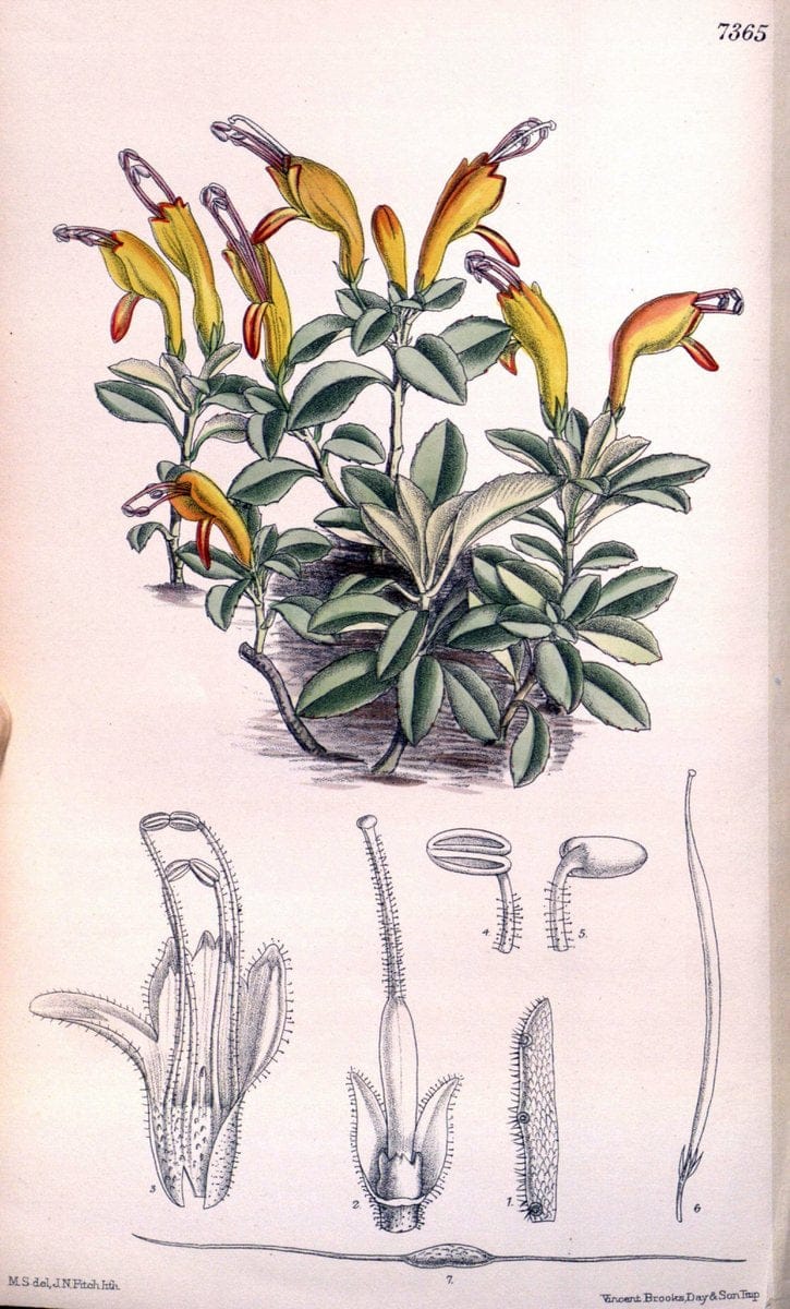 Curtis's botanical magazine. London ; New York [etc.] :Academic Press [etc.]. | "Botanical illustration" Botany Periodicals "Pictorial works" "Plants, Ornamental"  | Vintage Print Reproduction 452007