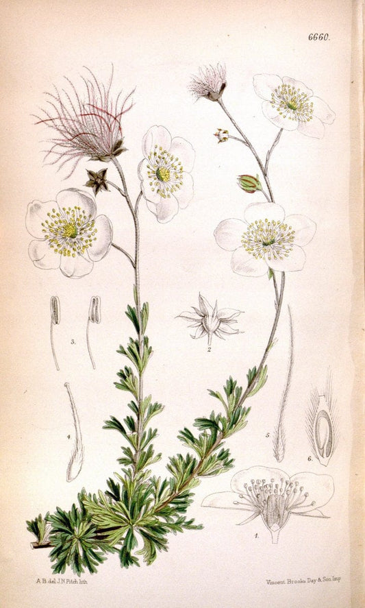 Curtis's botanical magazine. London ; New York [etc.] :Academic Press [etc.]. | "Botanical illustration" Botany Periodicals "Pictorial works" "Plants, Ornamental"  | Vintage Print Reproduction 452009