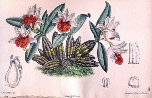 Curtis's botanical magazine. London ; New York [etc.] :Academic Press [etc.]. | "Botanical illustration" Botany Periodicals "Pictorial works" "Plants, Ornamental"  | Vintage Print Reproduction 452010