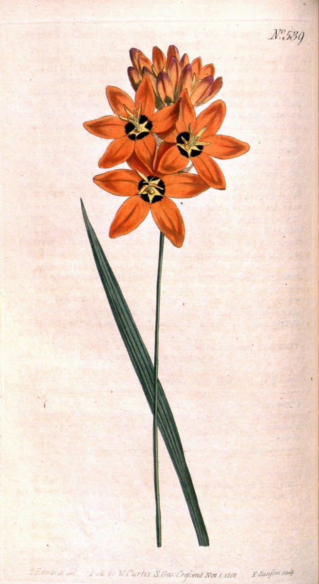 Curtis's botanical magazine. London ;New York [etc.] :Academic Press [etc.]. | Botany Periodicals "Pictorial works"  | Vintage Print Reproduction 452012