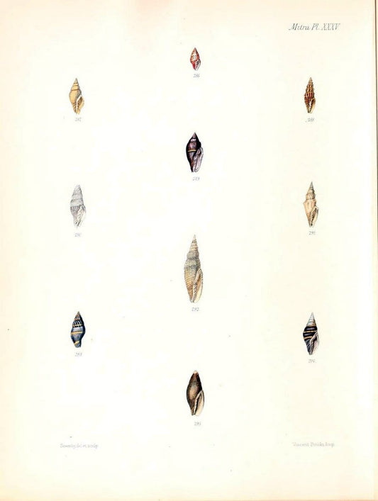 Conchologia iconica, or, Illustrations of the shells of molluscous animals /.London :Reeve, Brothers,1843-1878.  | Mollusks "Pictorial works" Shells | Vintage Print Reproduction 452015