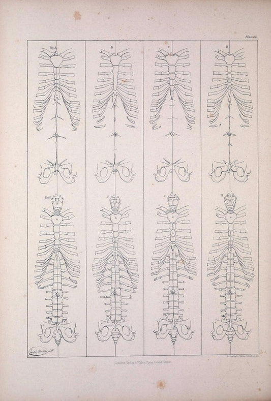 Comparative osteology:.London,Taylor and Walton,1847.  | Bones | Vintage Print Reproduction 452016