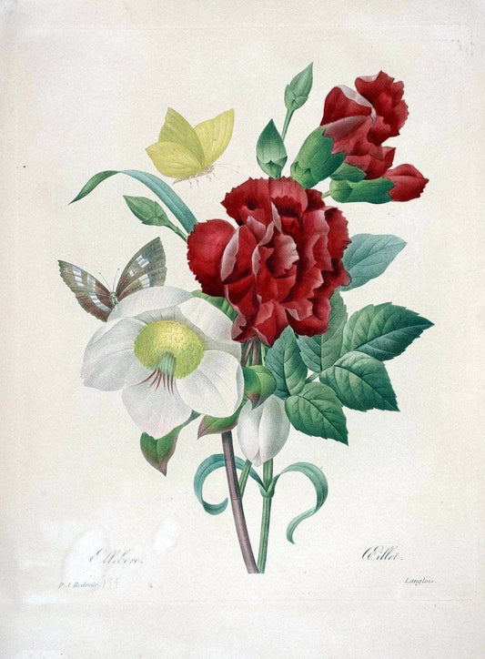Choix des plus belles fleurs :.Paris:Ernest Panckoucke,[1833].. |  | Vintage Print Reproduction 452018