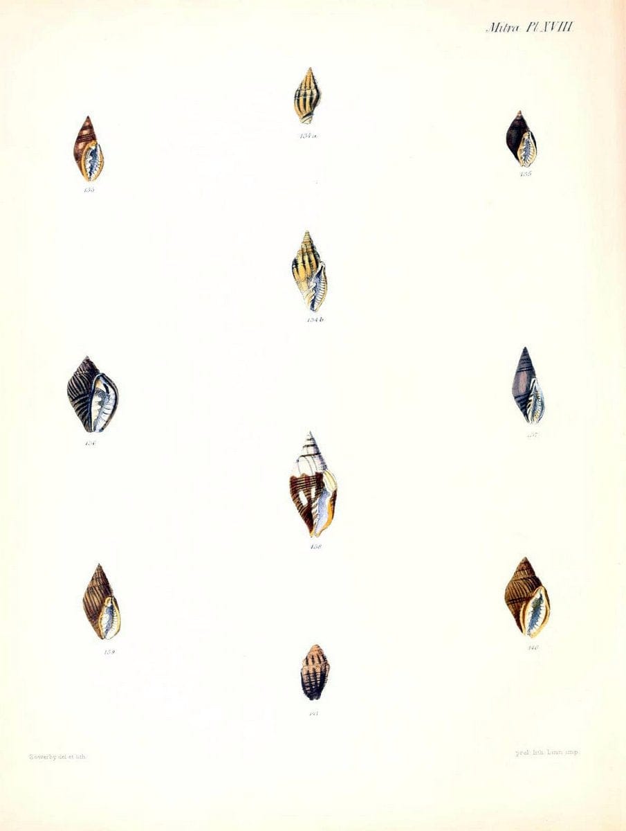 Conchologia iconica, or, Illustrations of the shells of molluscous animals /.London :Reeve, Brothers,1843-1878.  | Mollusks "Pictorial works" Shells | Vintage Print Reproduction 452020
