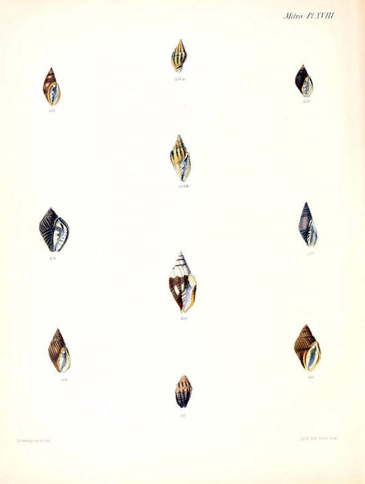Conchologia iconica, or, Illustrations of the shells of molluscous animals /.London :Reeve, Brothers,1843-1878.  | Mollusks "Pictorial works" Shells | Vintage Print Reproduction 452020