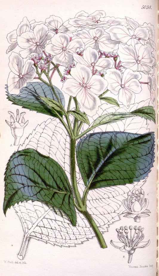 Curtis's botanical magazine. London ; New York [etc.] :Academic Press [etc.]. | "Botanical illustration" Botany Periodicals "Pictorial works" "Plants, Ornamental"  | Vintage Print Reproduction 452022