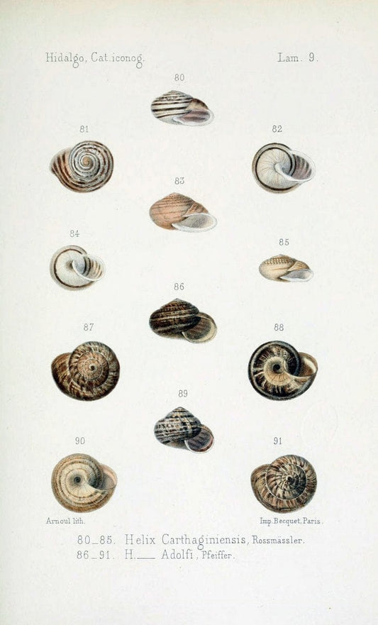 Catalogo iconografico y descriptivo de los moluscos terrestres de EspaÃ Â±a, Portugal y la | "Balearic Islands" Mollusks Portugal Spain  | Vintage Print Reproduction 452023