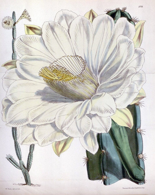 Curtis's botanical magazine. London ; New York [etc.] :Academic Press [etc.]. | "Botanical illustration" Botany Periodicals "Pictorial works" "Plants, Ornamental"  | Vintage Print Reproduction 452026