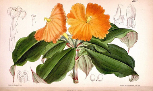 Curtis's botanical magazine. London ; New York [etc.] :Academic Press [etc.]. | "Botanical illustration" Botany Periodicals "Pictorial works" "Plants, Ornamental"  | Vintage Print Reproduction 452027