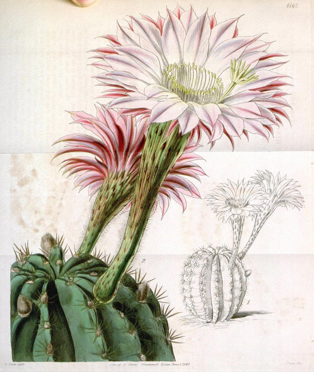 Curtis's botanical magazine. London ; New York [etc.] :Academic Press [etc.]. | "Botanical illustration" Botany Periodicals "Pictorial works" "Plants, Ornamental"  | Vintage Print Reproduction 452028