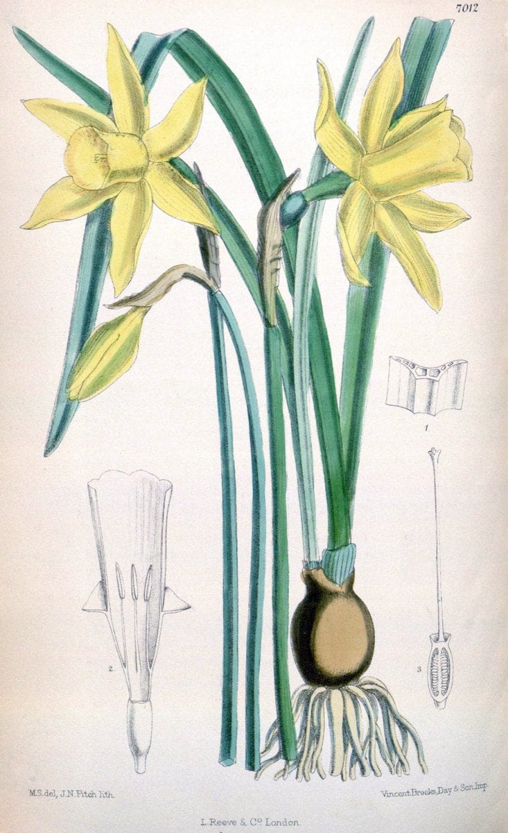 Curtis's botanical magazine. London ; New York [etc.] :Academic Press [etc.]. | "Botanical illustration" Botany Periodicals "Pictorial works" "Plants, Ornamental"  | Vintage Print Reproduction 452030
