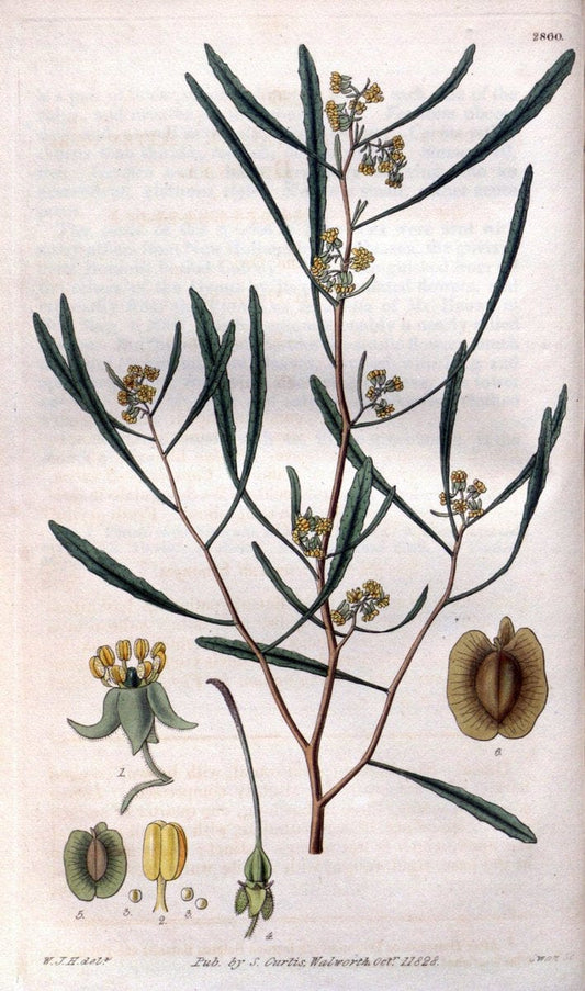Curtis's botanical magazine. London ; New York [etc.] :Academic Press [etc.]. | "Botanical illustration" Botany Periodicals "Pictorial works" "Plants, Ornamental"  | Vintage Print Reproduction 452033