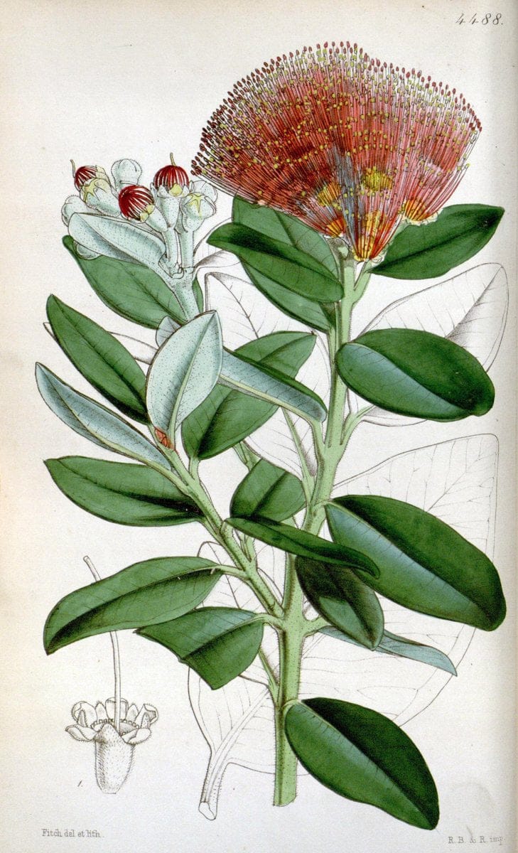 Curtis's botanical magazine. London ;New York [etc.] :Academic Press [etc.]. | Botany Periodicals "Pictorial works"  | Vintage Print Reproduction 452035