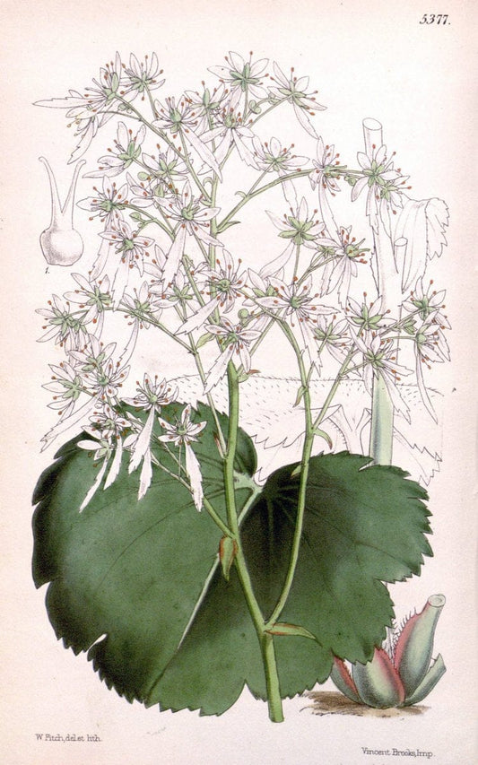 Curtis's botanical magazine. London ;New York [etc.] :Academic Press [etc.]. | Botany Periodicals "Pictorial works"  | Vintage Print Reproduction 452036