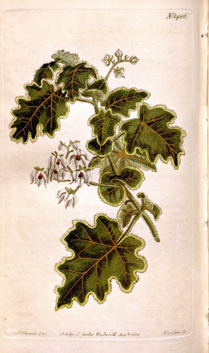 Curtis's botanical magazine. London ;New York [etc.] :Academic Press [etc.]. | Botany Periodicals "Pictorial works"  | Vintage Print Reproduction 452037
